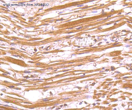 HUABIO M1008-10 image 3