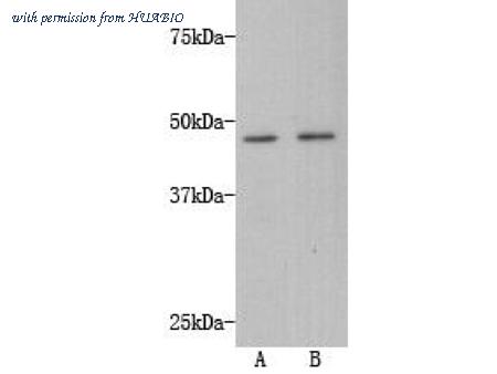 HUABIO M1008-8 image 1