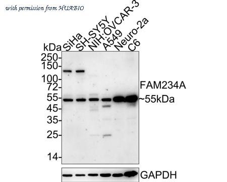 HUABIO M1010-1 image 1