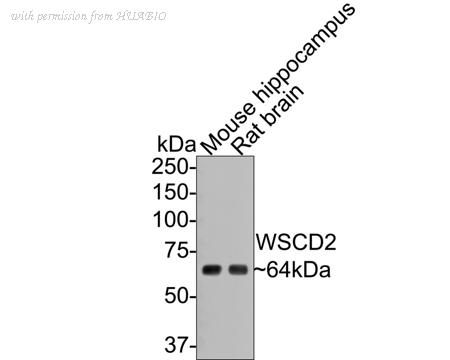HUABIO M1010-2 image 2