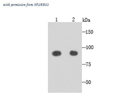 HUABIO M1010-3 image 1