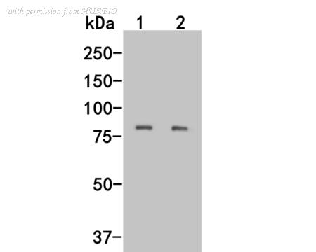 HUABIO M1012-8 image 1