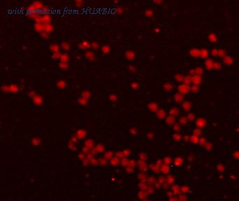 HUABIO M1210-1 image 1