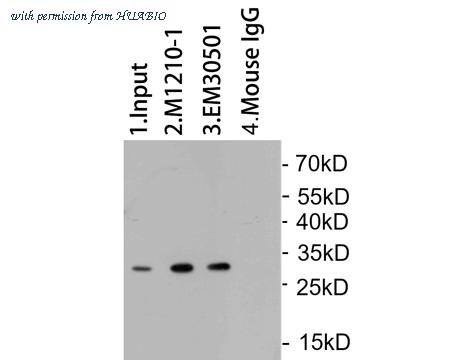 HUABIO M1210-1 image 3