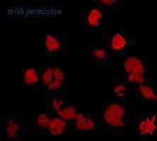 HUABIO M1210-6 image 2