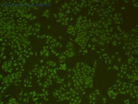 HUABIO M1211-2 image 2