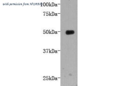HUABIO M1211-4 image 1