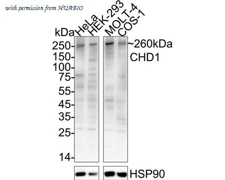 HUABIO M1211-5 image 1
