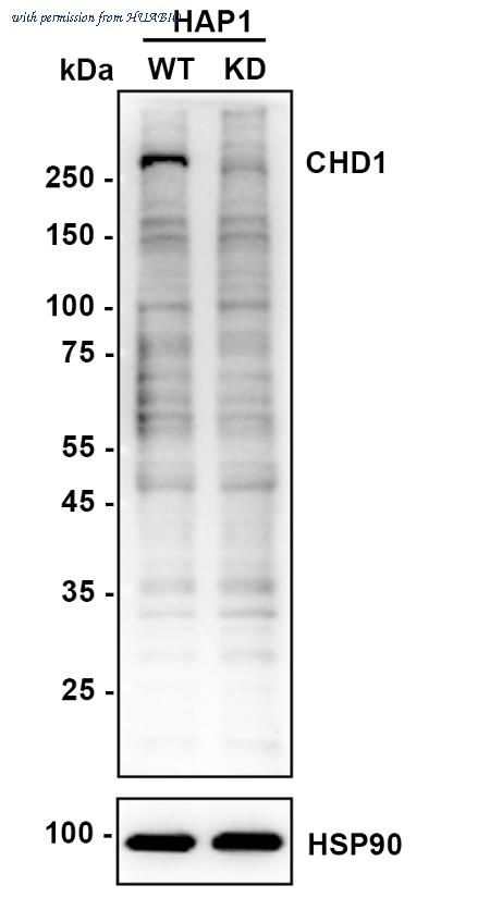 HUABIO M1211-5 image 2