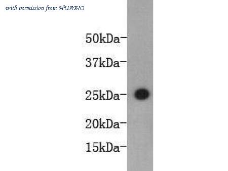 HUABIO M1303-2 image 1