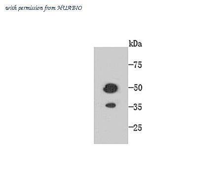HUABIO M1306-1 image 1