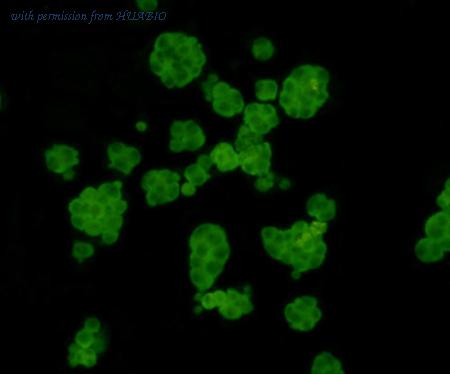 HUABIO M1306-3 image 2