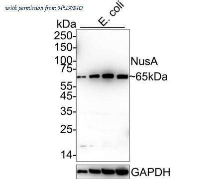 HUABIO M1307-1 image 1