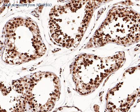 HUABIO M1310-1 image 3