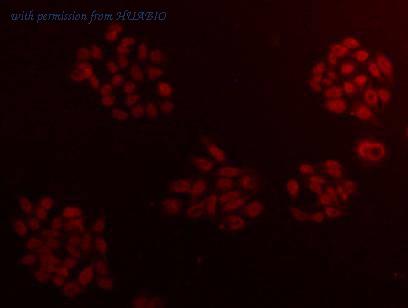 HUABIO M1311-4 image 1