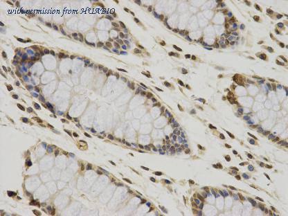 HUABIO M1311-4 image 2