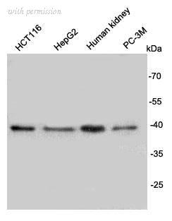 HUABIO M1403-1 image 1