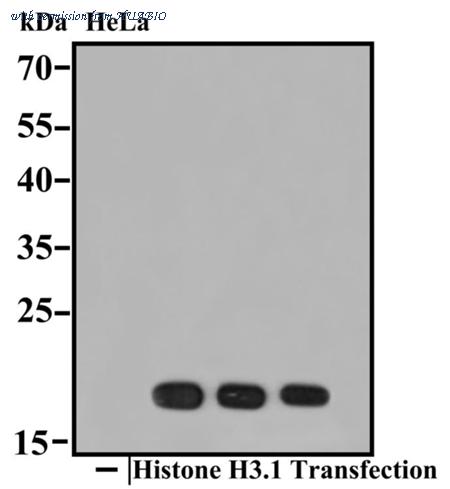 HUABIO M1403-2 image 2