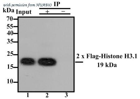 HUABIO M1403-2 image 3