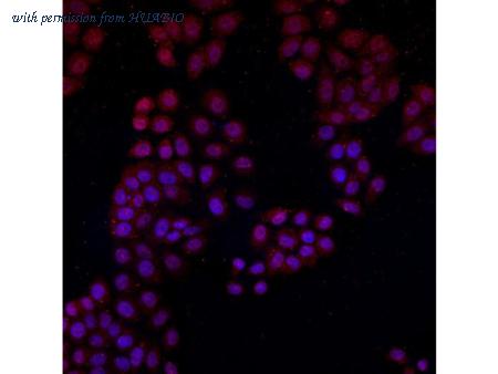 HUABIO M1405-4 image 1