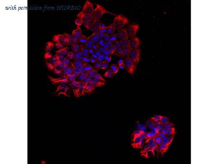 HUABIO M1406-1-50UL image 1