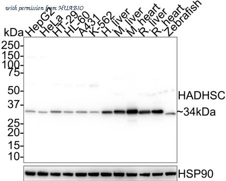 HUABIO M1409-2 image 1