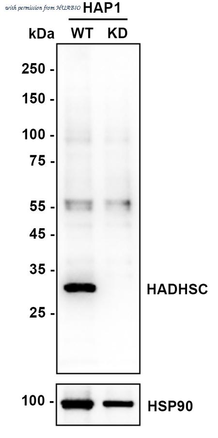 HUABIO M1409-2 image 2