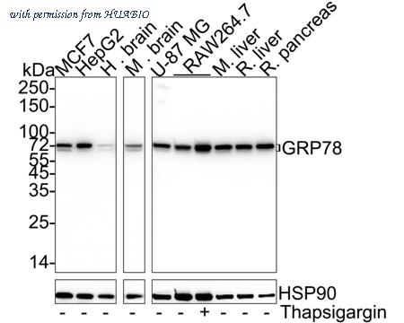 HUABIO M1506-2 image 1