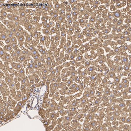 HUABIO M1506-2 image 3