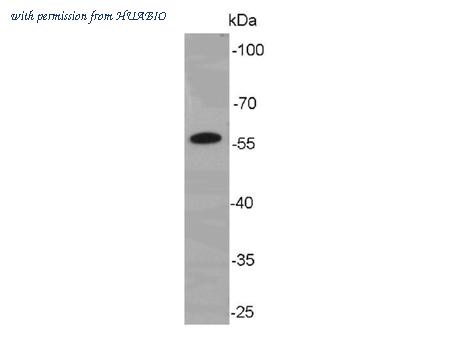 HUABIO M1508-1 image 1
