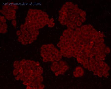 HUABIO M1508-1 image 2