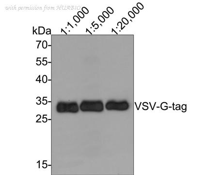 HUABIO M1510-10-50UL image 1