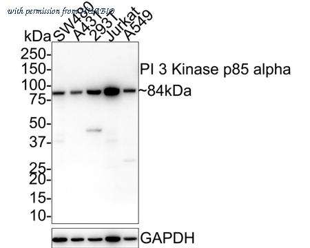 HUABIO M1510-2 image 1
