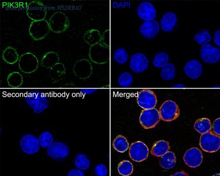 HUABIO M1510-2 image 3