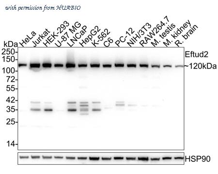 HUABIO M1510-3 image 1