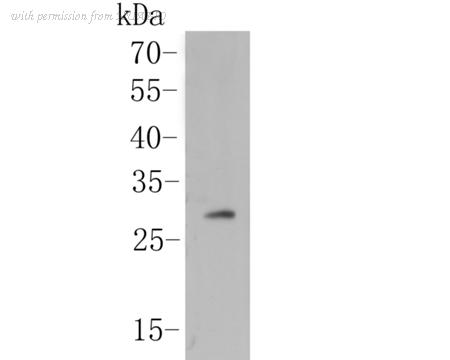 HUABIO M1510-5 image 1
