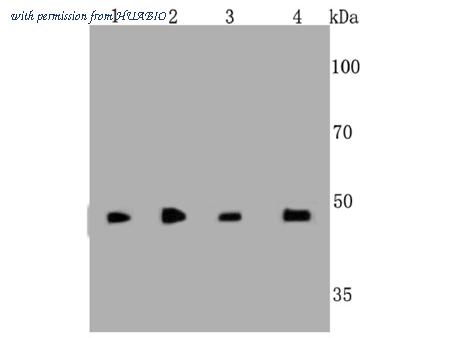 HUABIO M1511-5 image 1