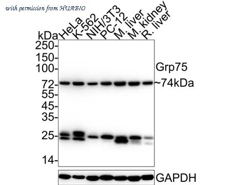HUABIO M1603-1 image 1