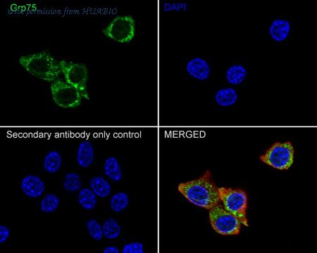 HUABIO M1603-1 image 3