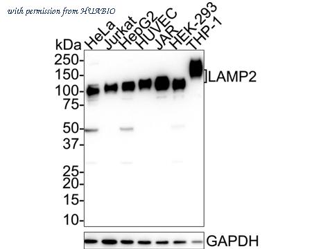 HUABIO M1603-5 image 1