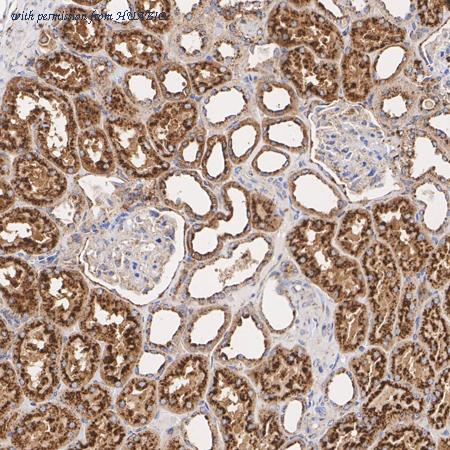 HUABIO M1603-5 image 3