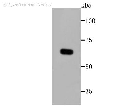 HUABIO M1701-2 image 1