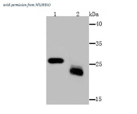HUABIO M1701-6-50UL image 1