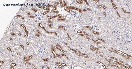 HUABIO M1701-6-50UL image 3