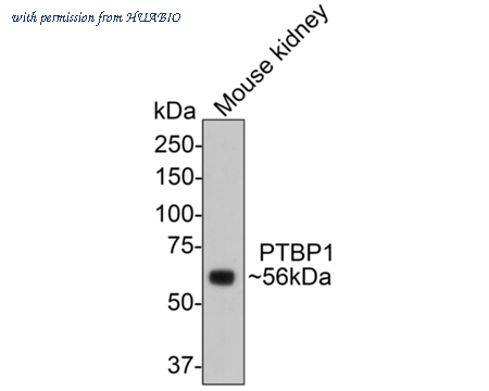 HUABIO M1701-7 image 2