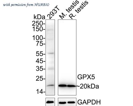 HUABIO M1701-8 image 1