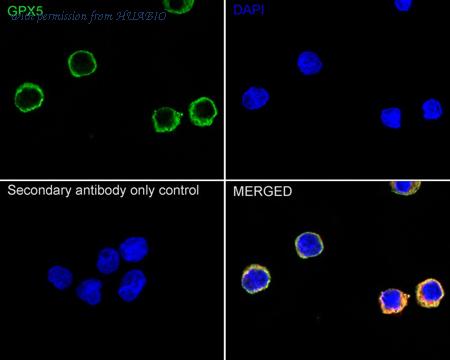 HUABIO M1701-8 image 2