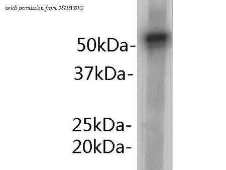 HUABIO R1103-1 image 1