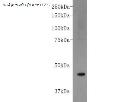 HUABIO R1107-4 image 1