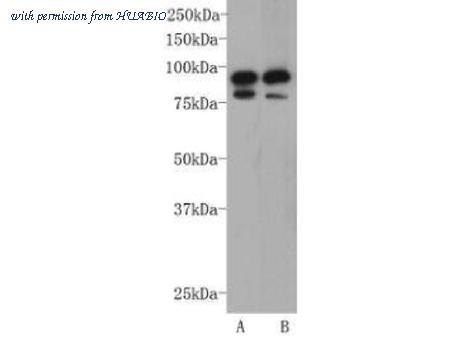 HUABIO R1107-7 image 1